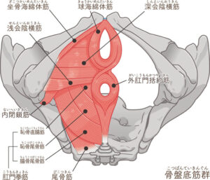 骨盤底筋