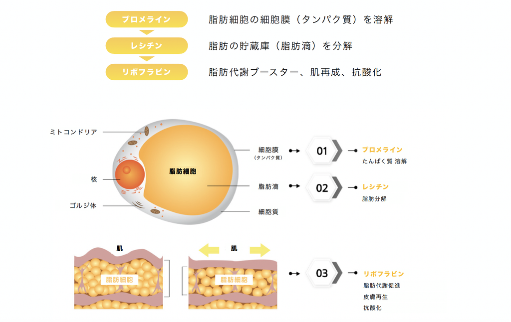 レモンボトル　コンセプト